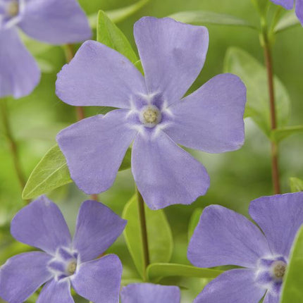 Vinca minor - Kleine Maagdenpalm - ↕10-25cm - Ø9cm - Bodembedekker - 60x