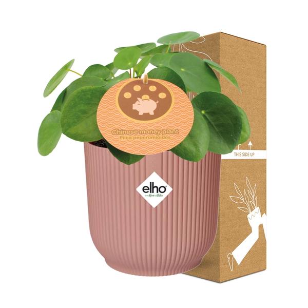 Pilea Peperomioides - Pannenkoekplant - ↕12cm in elho Vibes Fold Ø14cm roze