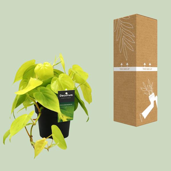 Philodendron Lime - ↕20cm - Ø12cm