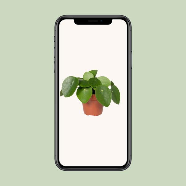 Pilea Peperomiodes - Pannenkoekplant - ↕25cm - Ø15cm