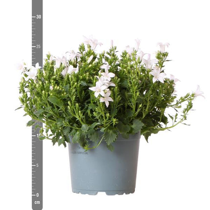 Campanula Addenda - Glockenblume weiß - 1m2 Bodendecker - Ambella white - Ø12cm - 6x