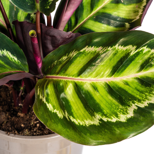 Calathea Roseopicta - ↕45cm - Ø17cm