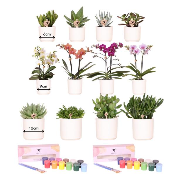 Kolibri Creatives | Kit per dipingere 12 vasi di fiori + orchidee e piante grasse | per almeno 4 persone | Vero artista
