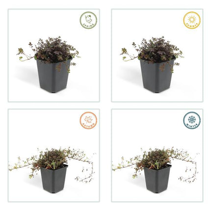 Acaena Microphylla 'Kupferteppich' - Spiny Burnet - ↕10-25cm - Ø9cm - Ground Cover - 12x