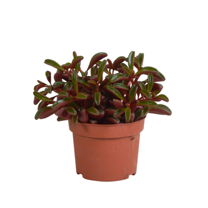 Peperomia Graveolens - bez doniczki