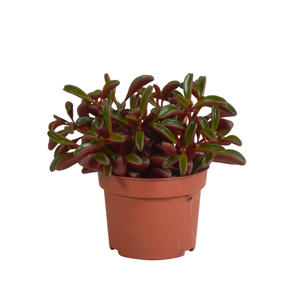 Peperomia Graveolens - sin maceta