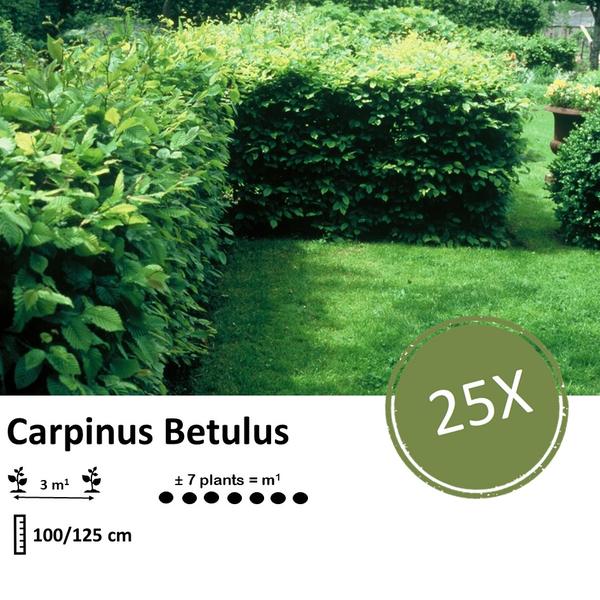 Carpinus Betulus - Haagbeuk - blote wortel - ↕100/125 - 25x