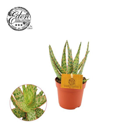 Aloe Hybrid - ↕15cm - Ø10,5cm