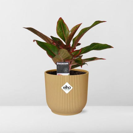 Aglaonema Crete - in yellow elho Vibes Fold - ↕25cm - Ø14cm