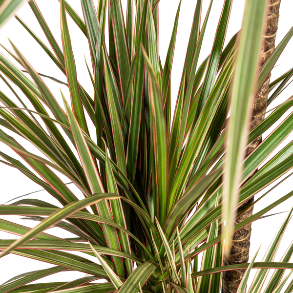 Dracaena Marginata Bicolor - ↕120cm - Ø21cm - Drakenplant