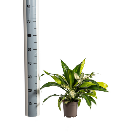 Dracaena mix Combo - ↕60cm - Ø17cm