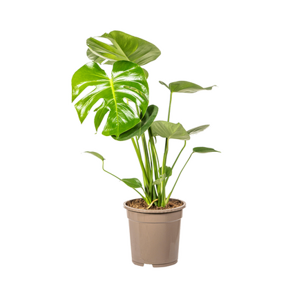 Monstera Deliciosa Tauerii - ↕80cm - Ø19cm - Hole plant