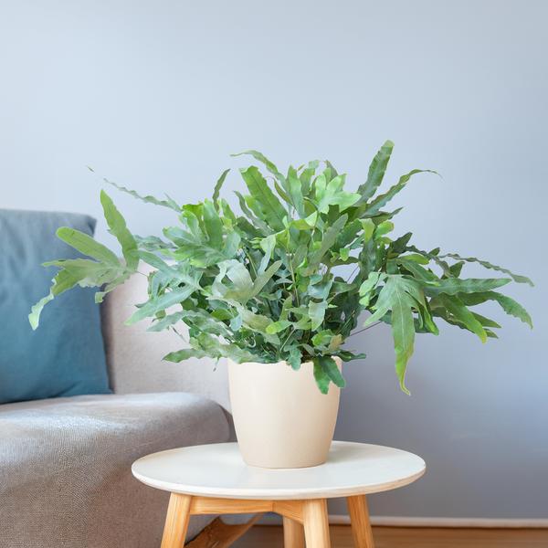 Phlebodium Aureum 'Blue Star' - Blauwvaren - met Viber wit - ↕40cm - Ø17cn