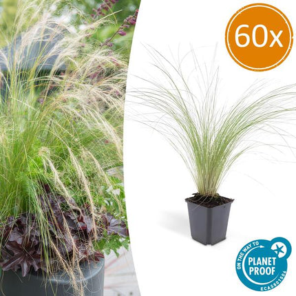 Stipa Tenuissima 'Ponytails' - Erba Piuma - ↕10-25cm - Ø9cm - Erba Ornamentale - 60x
