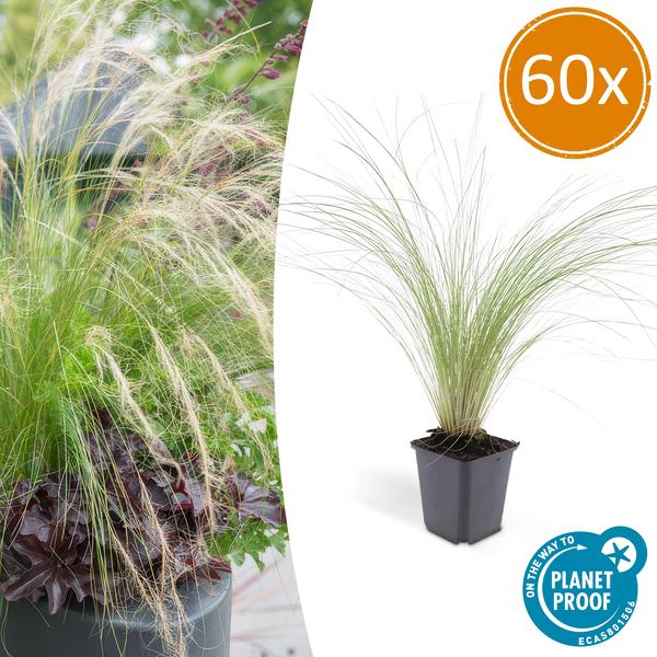 Stipa Tenuissima 'Ponytails' - Hierba de plumas - ↕10-25cm - Ø9cm - Hierba ornamental - 60x