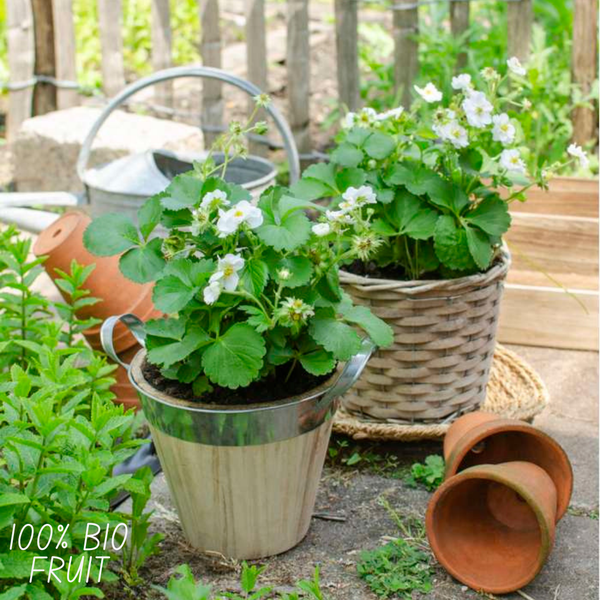 Aardbeien planten set - Biologisch - 6x