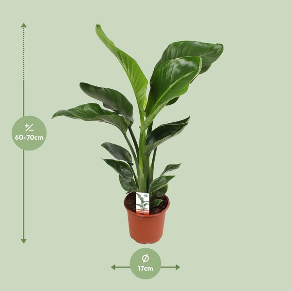 Strelitzia Nicolai - ↕70cm - Ø17cm