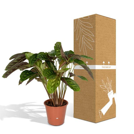 Calathea Flamestar - Roślina pawia - ↕75cm - Ø19cm