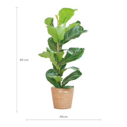 Ficus Lyrata met Mand Sofia naturel - ↕80cm - Ø21cm
