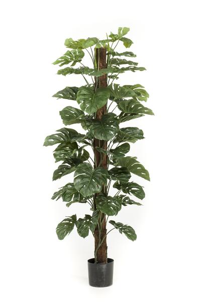 Monstera Deliciosa - kunstplant - ↕180cm - Ø17cm