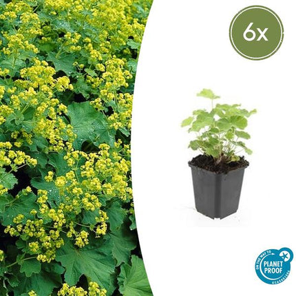 Alchemilla mollis - Vrouwenmantel  - ↕10-25cm - Ø9cm - Bodembedekker - Borderplant - 6x