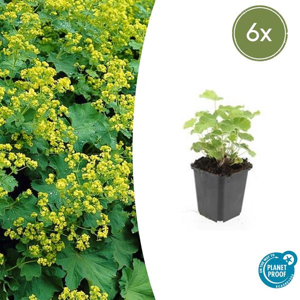 Alchemilla mollis - Mantello della Madonna - ↕10-25cm - Ø9cm - Coprisuolo - Pianta da bordura - 6x
