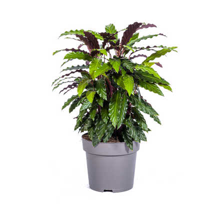 Calathea Rufibarba - ↕70cm - Ø27cm