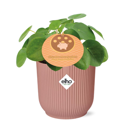 Pilea Peperomioides - Pancake plant - ↕12cm in elho Vibes Fold Ø14cm pink