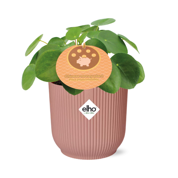Pilea Peperomioides - Pandekageplante - ↕12cm i elho Vibes Fold Ø14cm pink