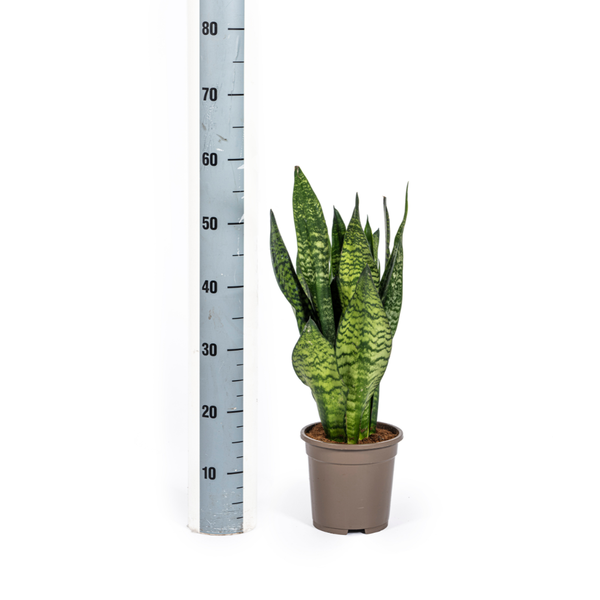 Sansevieria Trifasciata Zeylanica Compacta - Vrouwentong - ↕60cm - Ø17cm