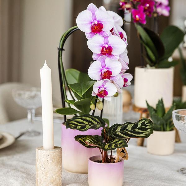 Roze orchidee Niagara Falls + Gradience sierpot roze - Ø9cm - Bloeiende kamerplant