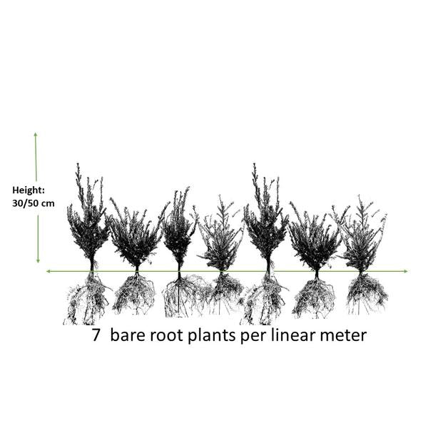 Taxus Baccata - ↕30-50cm - blote wortel - 25x