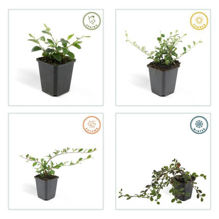 Cotoneaster dammeri - ↕10-25cm - Ø9cm - Couvre-sol - Plante de bordure - 12x