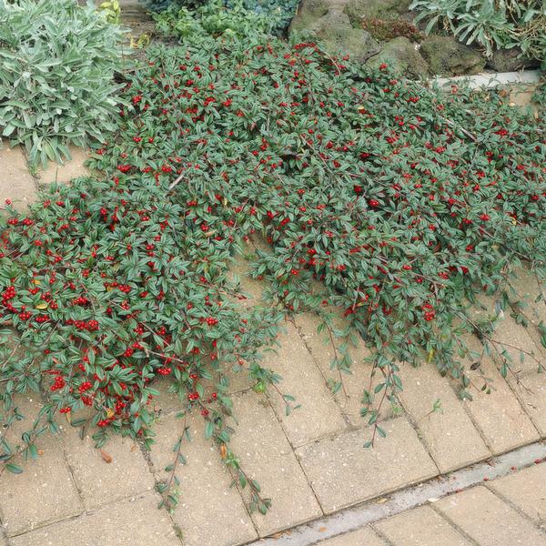 Cotoneaster Dammeri 'Major' - ↕25cm - Ø9cm - Bodembedekker - Borderplant - 60x