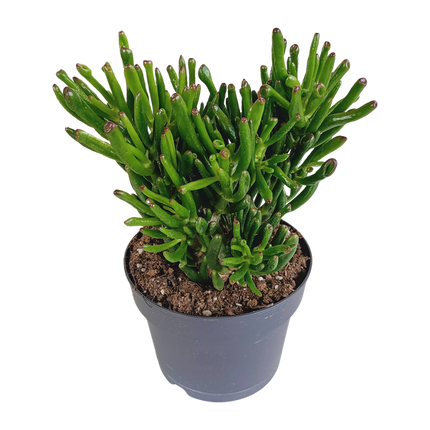 Crassula gollum ↕35cm - Ø17cm