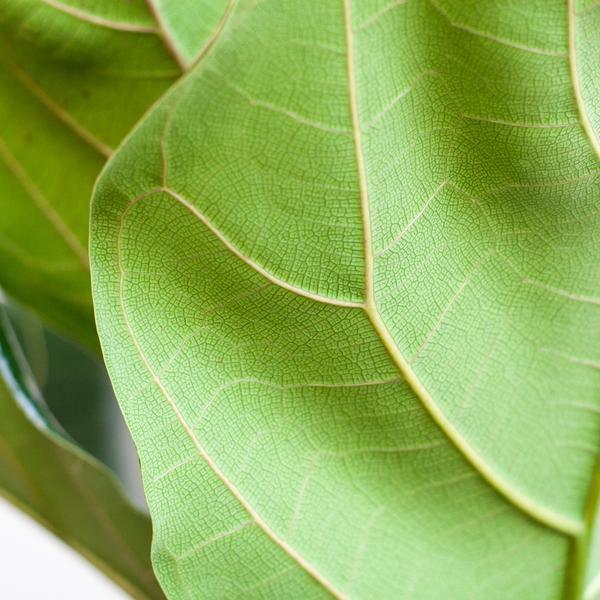 Ficus Lyrata met Mand Lissabon wit - ↕80cm - Ø21cm