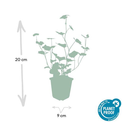 Hedera Hibernica - ↕10-25cm - Ø9cm - Edera - Coprisuolo - 6x