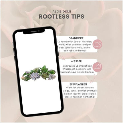 ROOTLESS Echeveria mini mix box - 10x