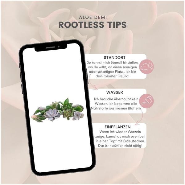 ROOTLESS Echeveria mini mix box - 10x