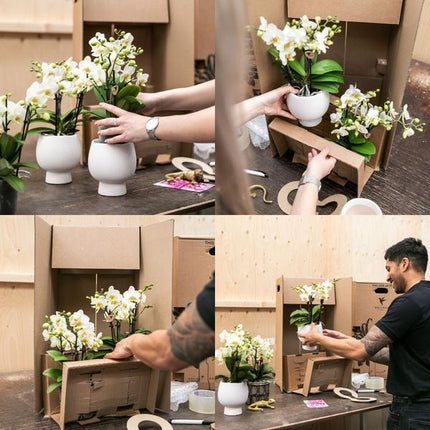 Conjunto de orquídeas naranjas en cesta de junco con depósito de agua incluido - Tres orquídeas naranjas de Las Vegas de 12 cm | Mono ramo naranja con depósito de agua incorporado.