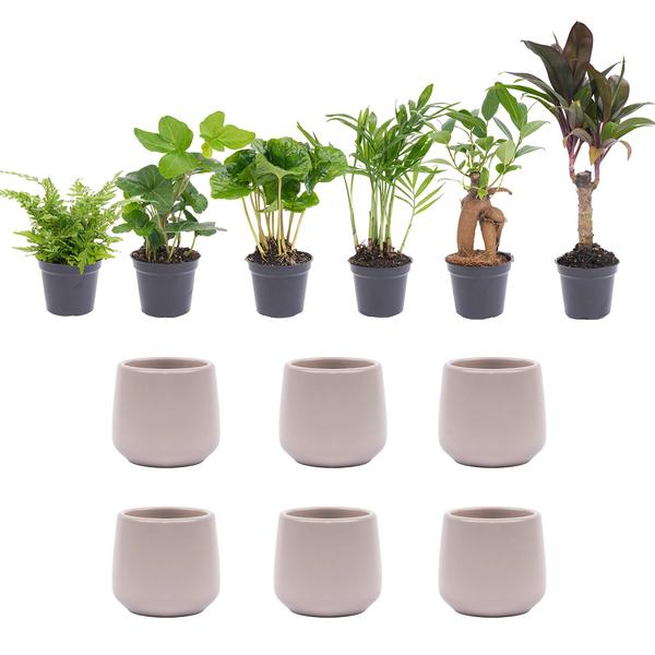 Set de miniplantas 6 - Incluye 6 macetas Joey grises mate