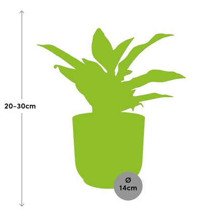 Aglaonema Crete - in yellow elho Vibes Fold - ↕25cm - Ø14cm