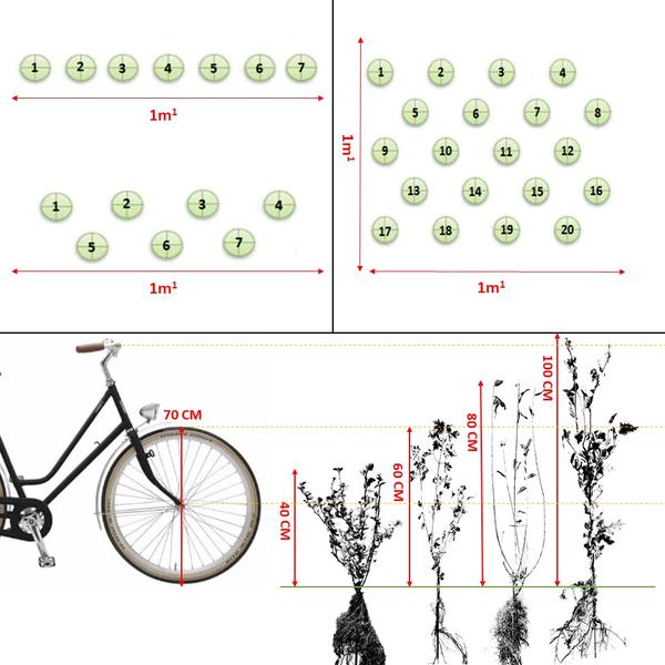 Acer Campestre - Veldesdoorn - blote wortel - ↕40-60cm - 50x