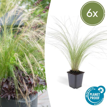 Stipa Tenuissima 'Ponytails' - Vedergras - ↕10-25cm - Ø9cm - Siergras - 6x