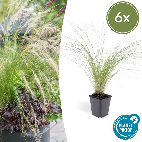 Stipa Tenuissima 'Ponytails' - Hierba de plumas - ↕10-25cm - Ø9cm - Hierba ornamental - 6x