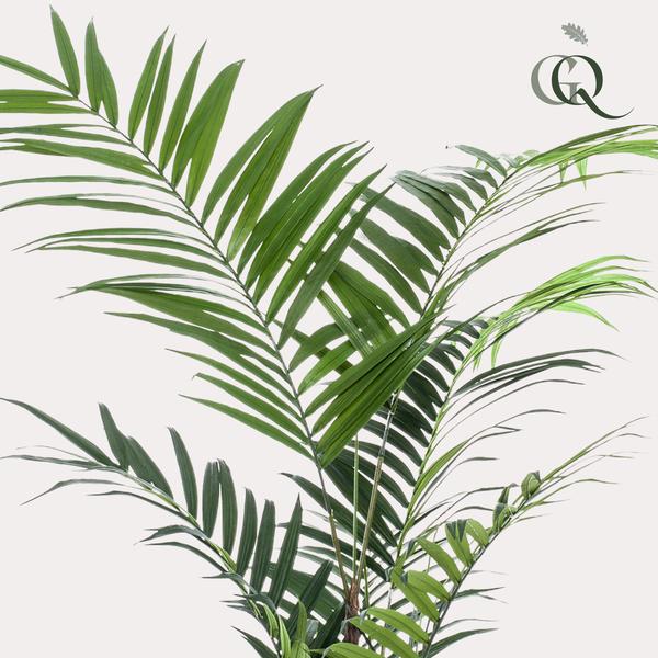 Kunstplant - Kentia -Kentiapalm - ↕210cm - Ø17cm