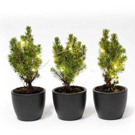 Mini sapin de Noël (lot de 3) - comprenant un pot Boule anthracite et 20 guirlandes lumineuses LED.