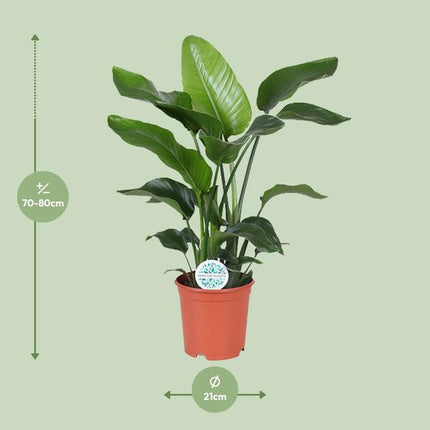 Strelitzia Nicolai - Paradijsvogelplant - ↕80cm - Ø21cm