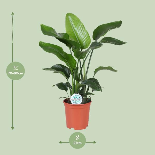 Strelitzia Nicolai - Paradijsvogelplant - ↕80cm - Ø21cm