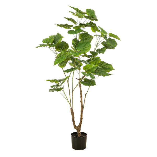 Kunstplant Ficus umbellate - Afrikaanse vijg - ↕125cm